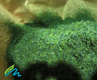 How Matcha is Made: Drying Steamed Leaves How Matcha is Made: Drying Steamed Leaves