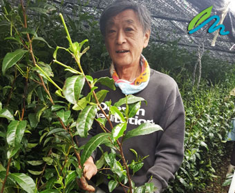 How Matcha is Made: Hand Picking Leaves How Matcha is Made: Hand Picking Leaves
