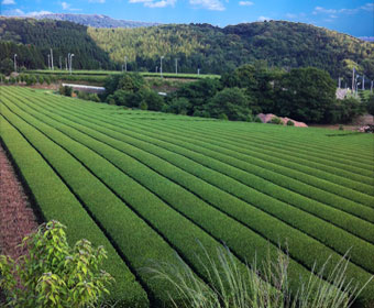 Matcha Tea Fields in Japan