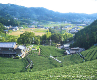 Farmer's Tea Fields for Matcha, Uji Japan - photo by Calli O'Brien