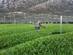 MML Co-Founder, Zee Cajthamlova, under shading for first harvest tea leaves. Nishio, Japan